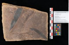 Foto (Objekt + Etikett) von Myrica lignitum Unger (NHMW-GEO-2024-0188-0518)